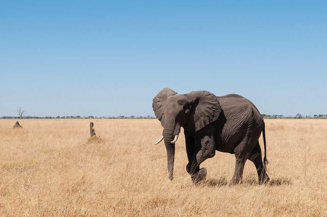 An African elephant, Loxodonta africana, walks through the Savuti marsh. Savuti, Chobe National Park, Botswana.