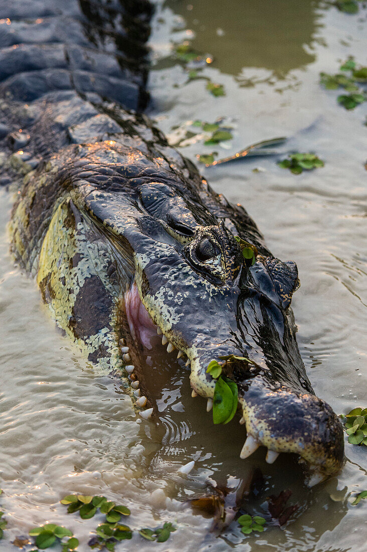 Ein Yacare-Kaiman, Caiman crocodylus yacare, beim Fressen. Bundesstaat Mato Grosso Do Sul, Brasilien.