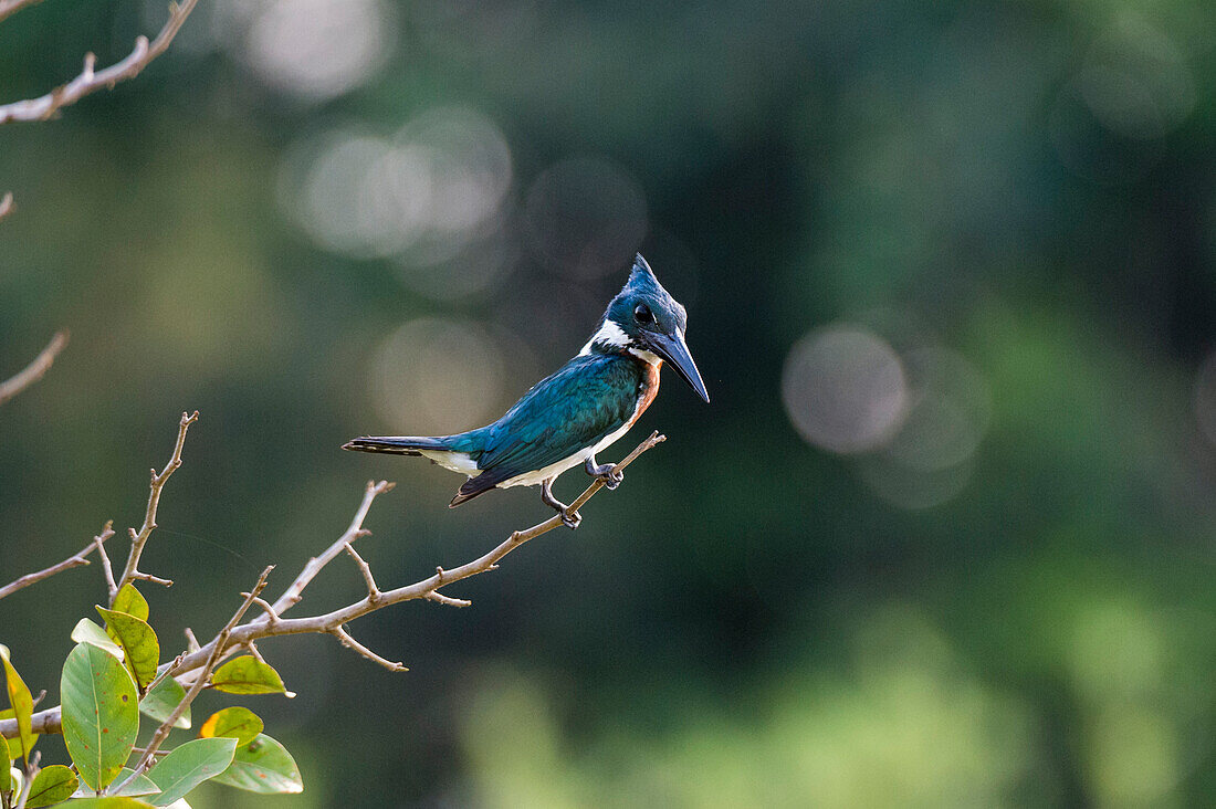 An Amazon Kingfisher, Chloroceryle amazona, perching on a tree branch. Mato Grosso Do Sul State, Brazil.