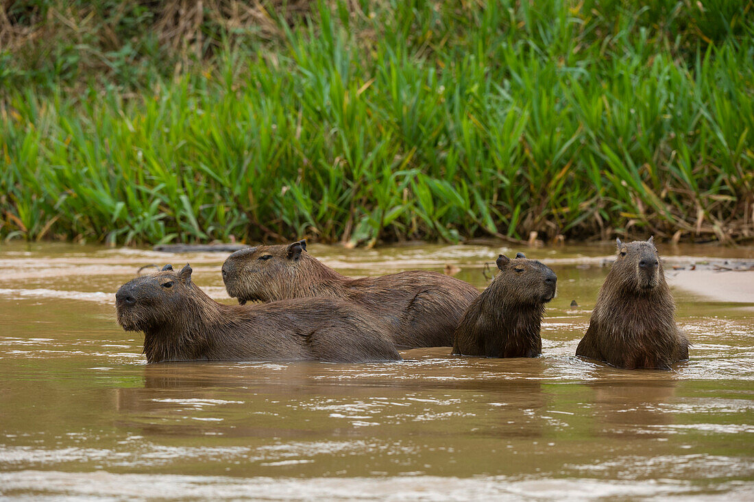 Eine Gruppe von Wasserschweinen, Hydrochaeris hydrochaeris, watet in einem Fluss. Bundesstaat Mato Grosso Do Sul, Brasilien.