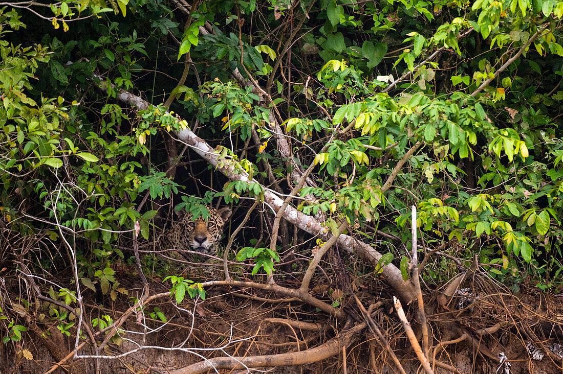 Ein Jaguar, Panthera onca, versteckt sich in der Vegetation entlang des Flusses Cuiaba. Bundesstaat Mato Grosso Do Sul, Brasilien.