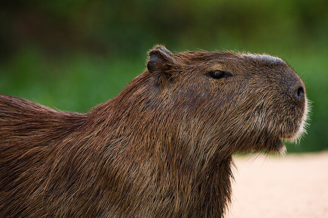 Porträt eines Wasserschweines, Hydrochaeris hydrochaeris. Bundesstaat Mato Grosso Do Sul, Brasilien.