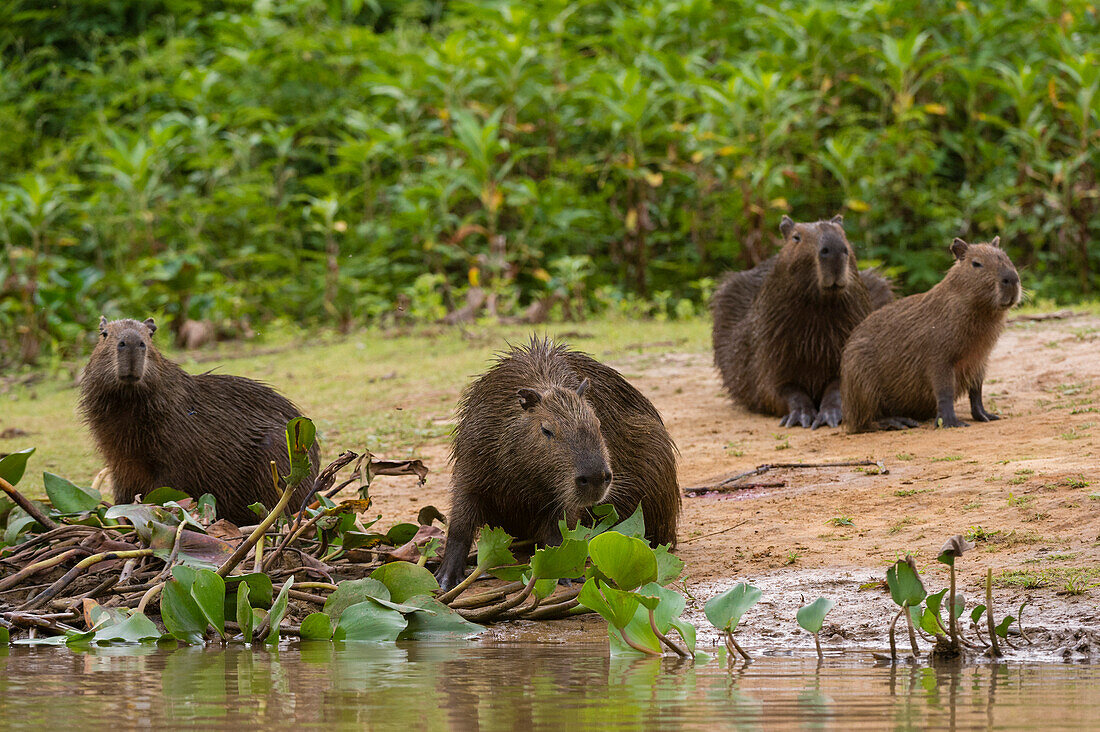 Eine Gruppe von Wasserschweinen, Hydrochaeris hydrochaeris, versammelt sich entlang des Cuiaba-Flusses. Bundesstaat Mato Grosso Do Sul, Brasilien.