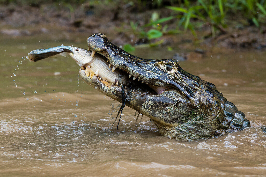 Ein Yacare-Kaiman, Caiman crocodylus yacare, fängt einen Tigerfisch, Hoplias malabaricus, im Rio Negrinho. Pantanal, Mato Grosso, Brasilien.