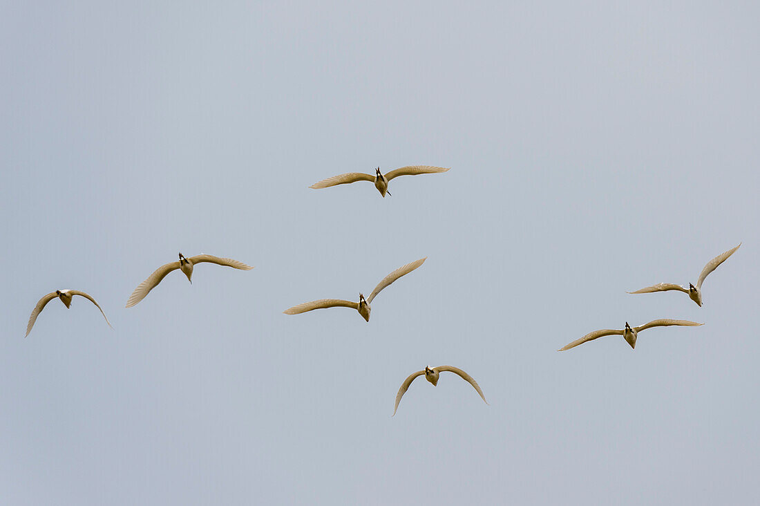 A group of Little egrets, Egretta garzetta, in flight. Mato Grosso Do Sul State, Brazil.