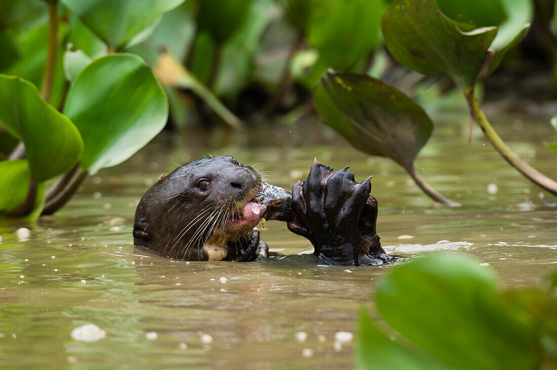 A giant otter, Pteronura brasiliensis, feeding on a fish in the Cuiaba River. Mato Grosso Do Sul State, Brazil.