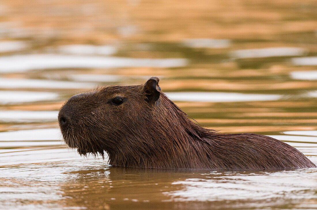 Ein Capybara, Hydrochaeris hydrochaeris, im Cuiaba-Fluss. Bundesstaat Mato Grosso Do Sul, Brasilien.