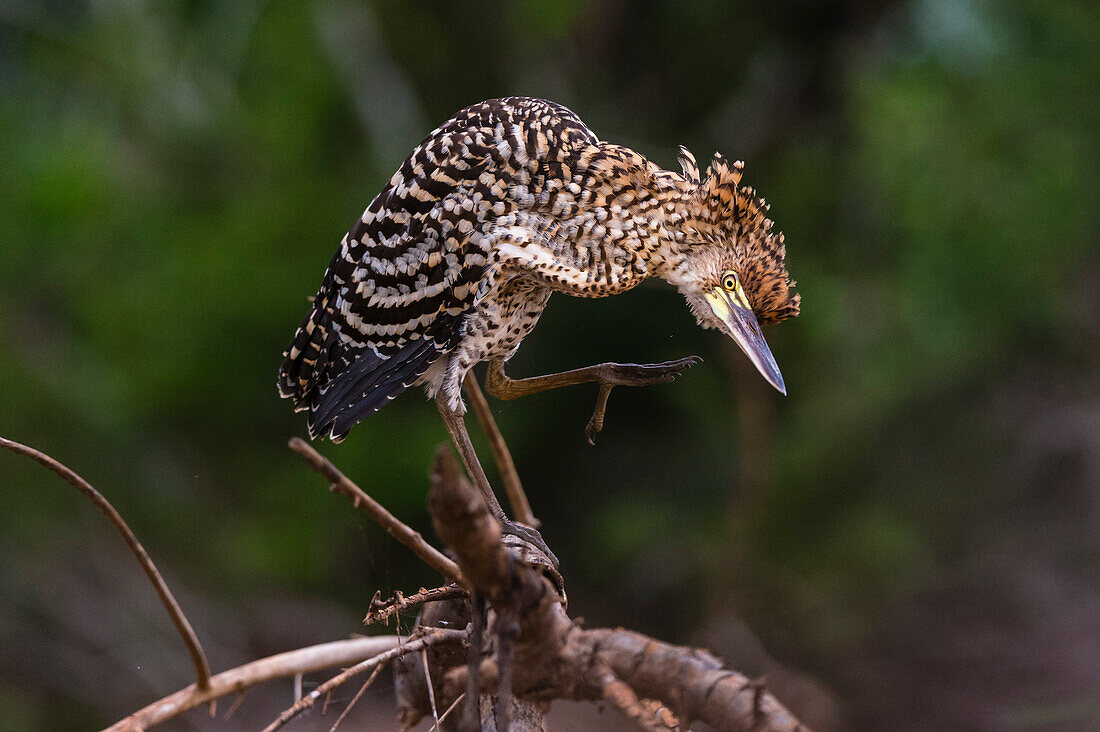 Ein junger Silberreiher, Tigrisoma lineatum, auf einem Ast sitzend. Bundesstaat Mato Grosso Do Sul, Brasilien.