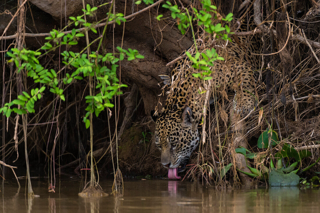 Ein Jaguar, Panthera onca, trinkt Wasser aus dem Fluss Cuiaba. Bundesstaat Mato Grosso Do Sul, Brasilien.