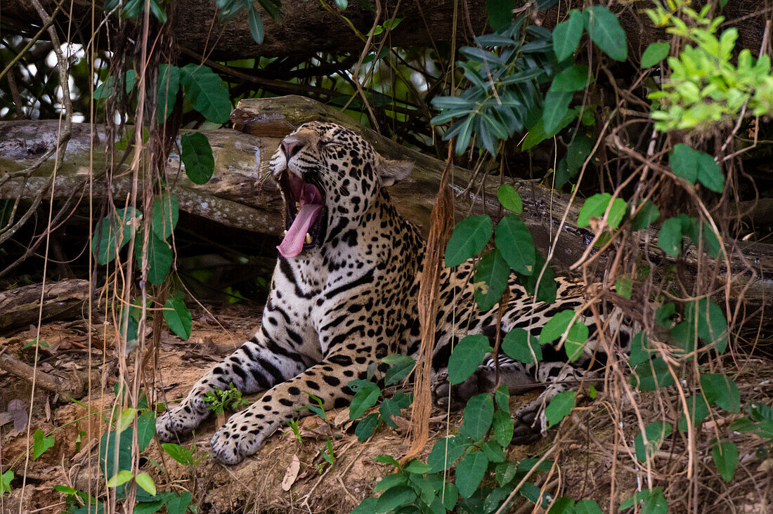 Ein Jaguar, Panthera onca, gähnt im Wald. Bundesstaat Mato Grosso Do Sul, Brasilien.