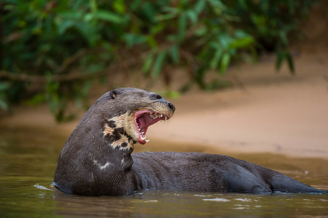 Ein Riesenflussotter, Pteronura brasiliensis, steht im Cuiaba-Fluss. Bundesstaat Mato Grosso Do Sul, Brasilien.