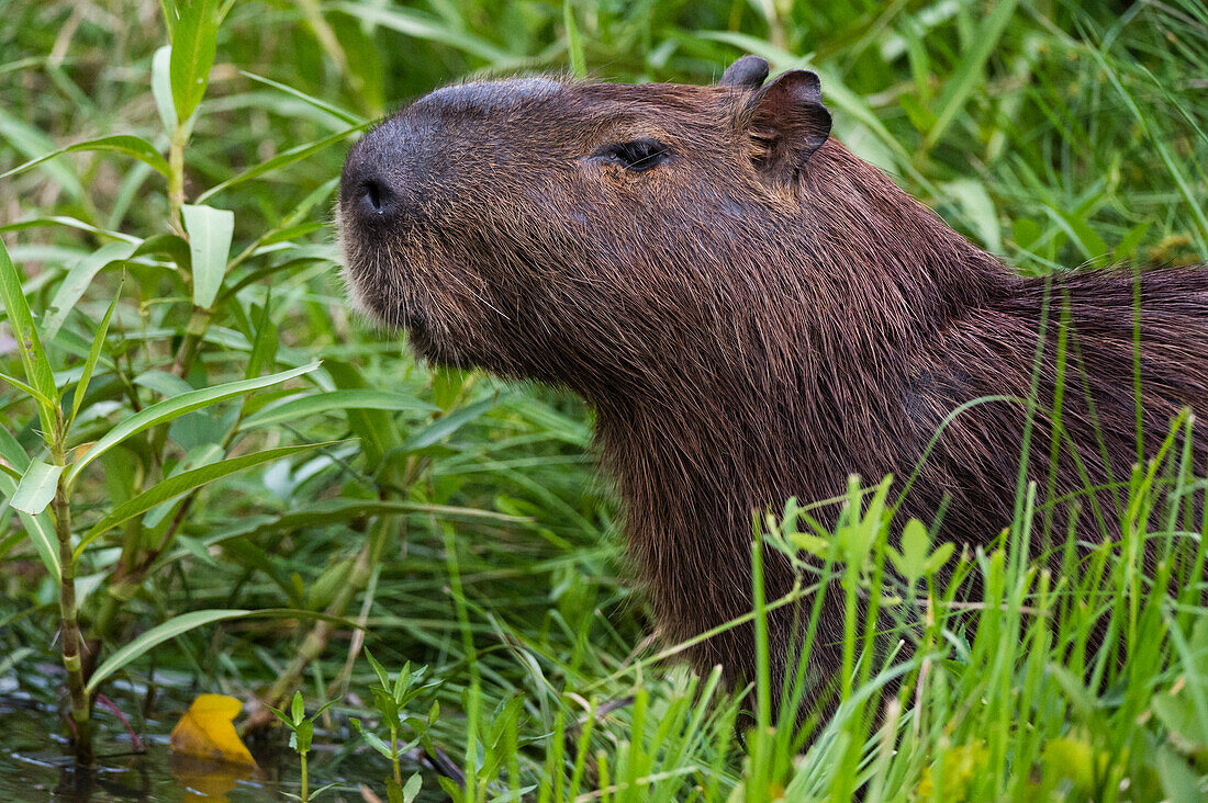 Close up of Capybara, Hydrochaeris hydrochaeris, in the Pantanal Wetlands. Mato Grosso Do Sul State, Brazil.