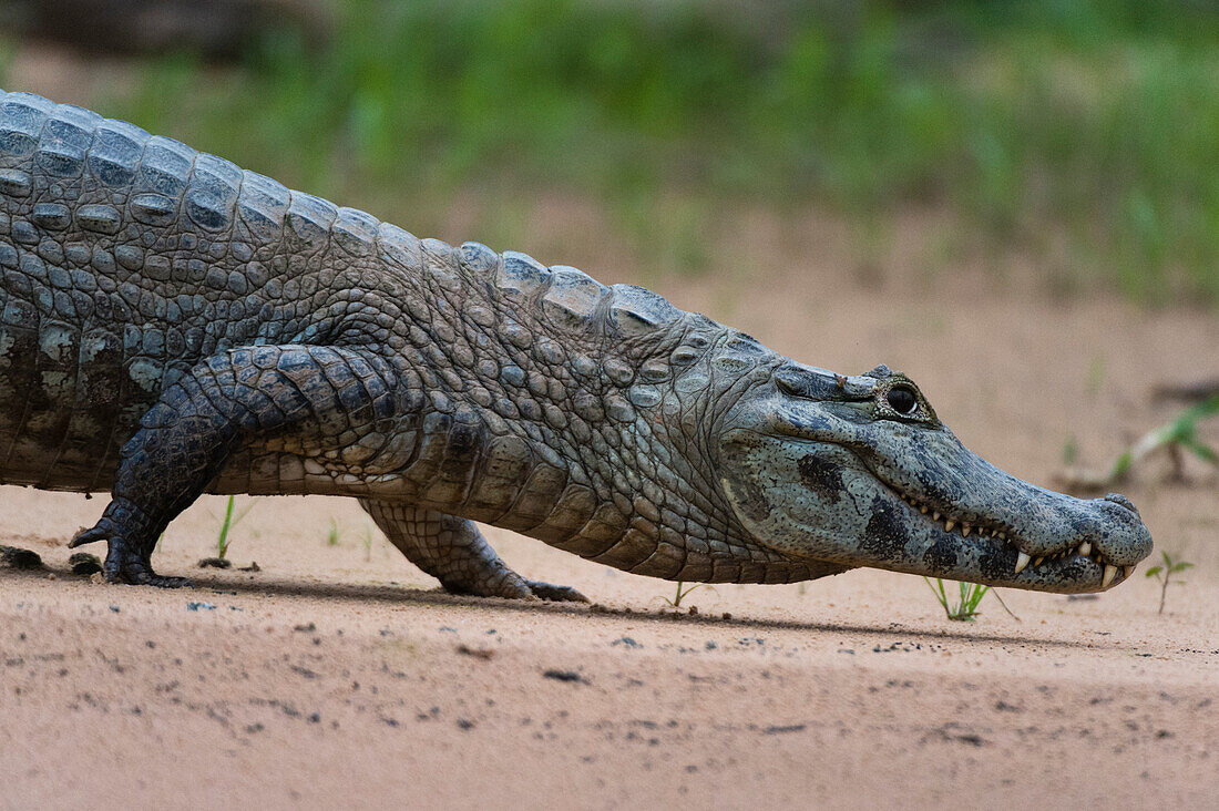 A Yacare caiman, Caiman crocodylus yacare, walking along the Cuiaba River. Mato Grosso Do Sul State, Brazil.