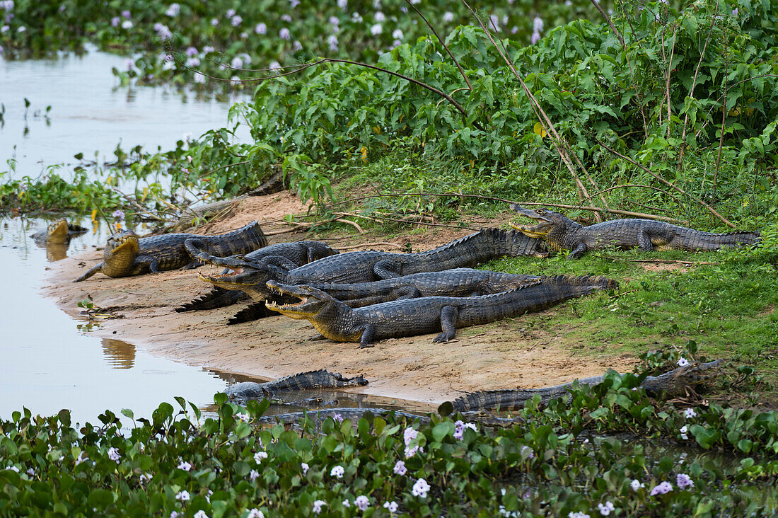 Eine Gruppe von Yacare-Kaimanen, Caiman crocodylus yacare, ruht am Ufer des Cuiaba-Flusses. Bundesstaat Mato Grosso Do Sul, Brasilien.