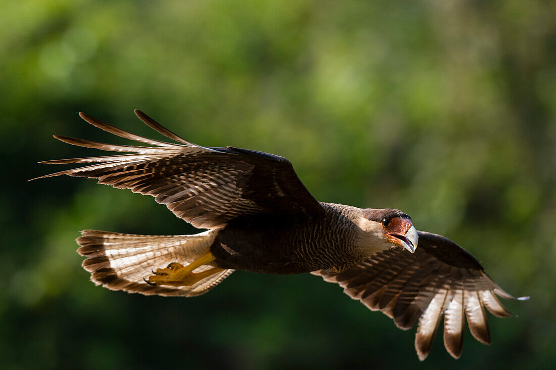 A Crested caracara, Polyborus plancus, in flight. Mato Grosso Do Sul State, Brazil.