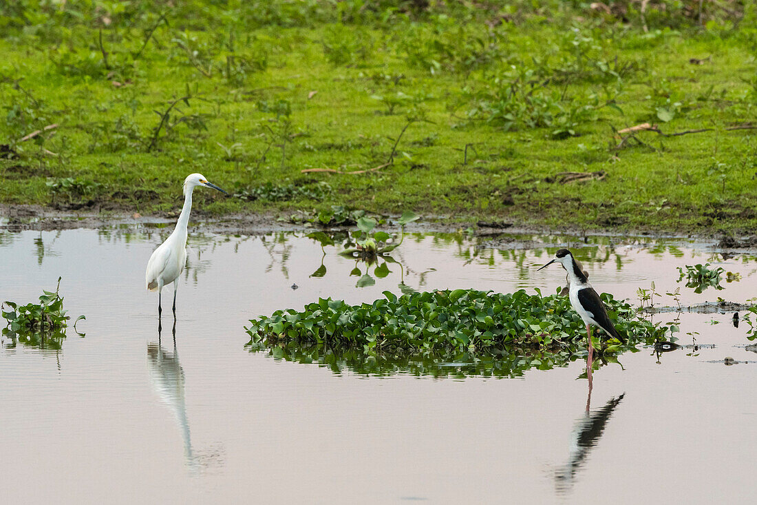 Schneereiher (Egretta thula), Pantanal, Mato Grosso, Brasilien.