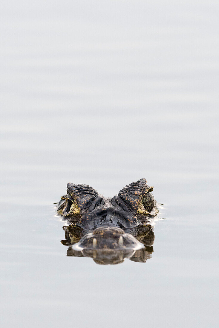 A jacare caiman, Caiman yacare, at surface of water. Pantanal, Mato Grosso, Brazil