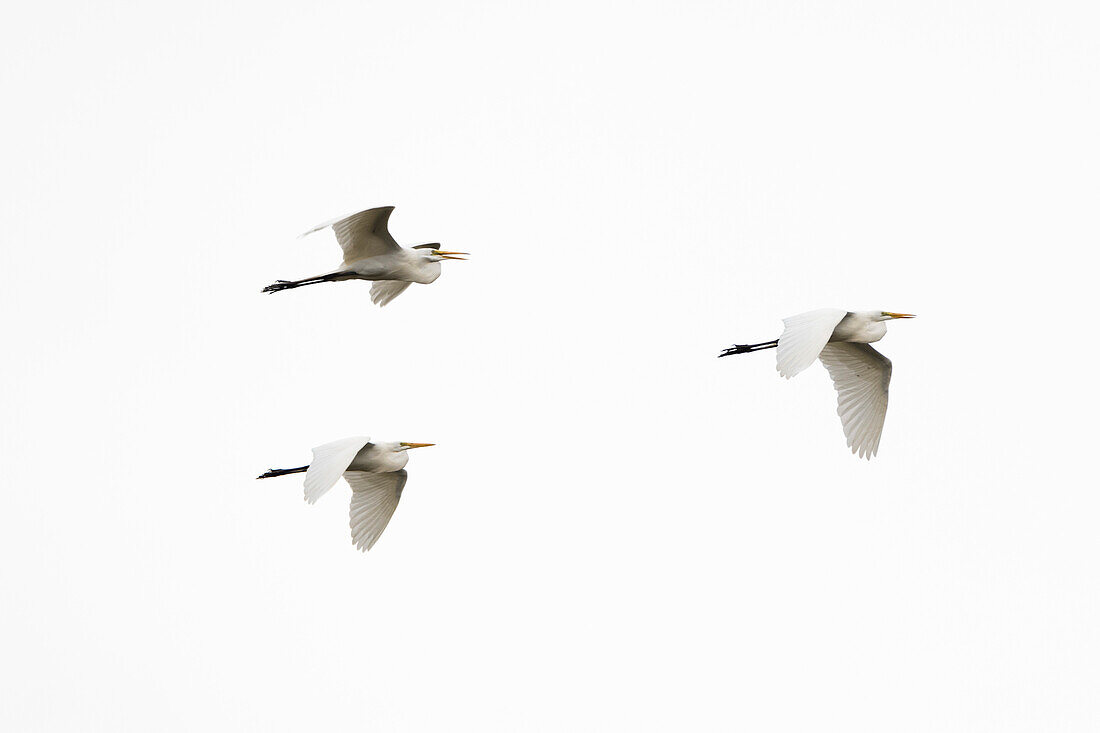 Three great egrets, Ardea alba, in flight over Pantanal. Pantanal, Mato Grosso, Brazil
