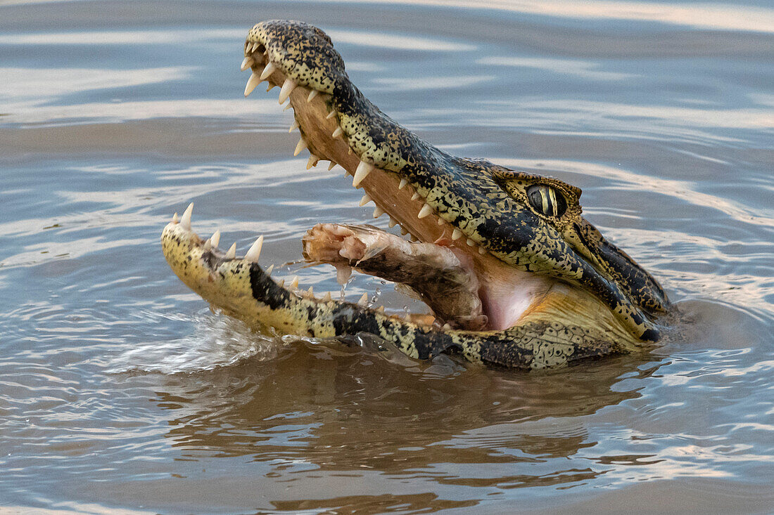 A jacare caiman, Caiman yacare, feeding. Pantanal, Mato Grosso, Brazil