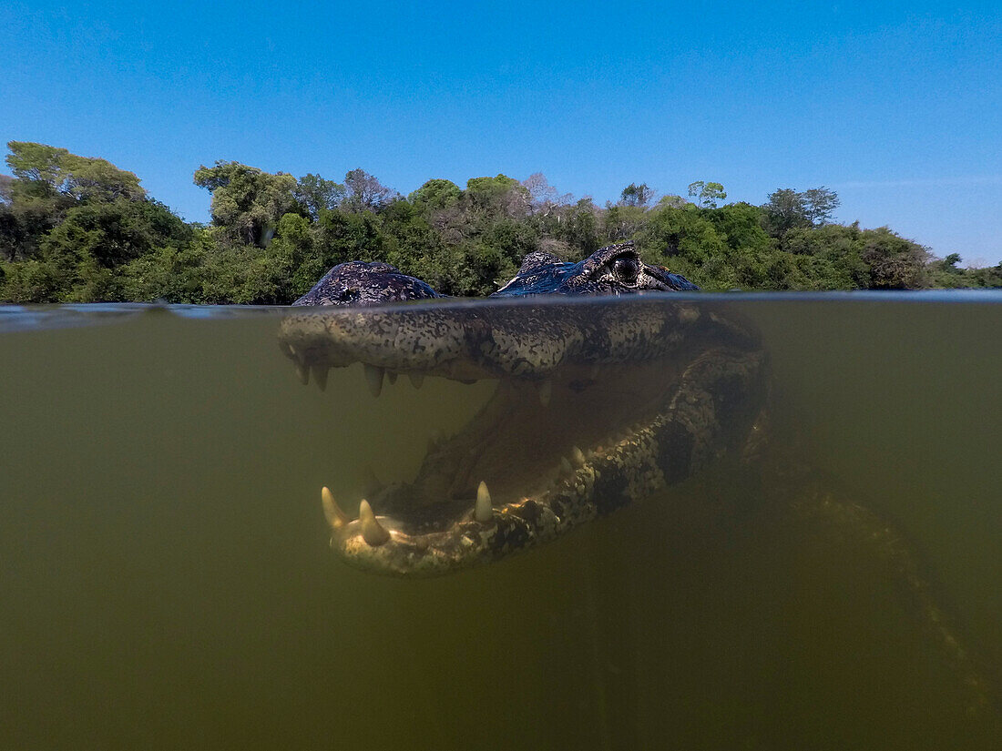 Close up underwater portrait of a jacare caiman, Caiman yacare, in the Rio Claro. Rio Claro, Pantanal, Mato Grosso, Brazil
