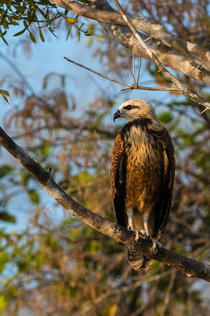 Ein Schwarzhalsbussard, Busarellus nigricollis, auf einem Ast. Rio Claro, Pantanal, Mato Grosso, Brasilien