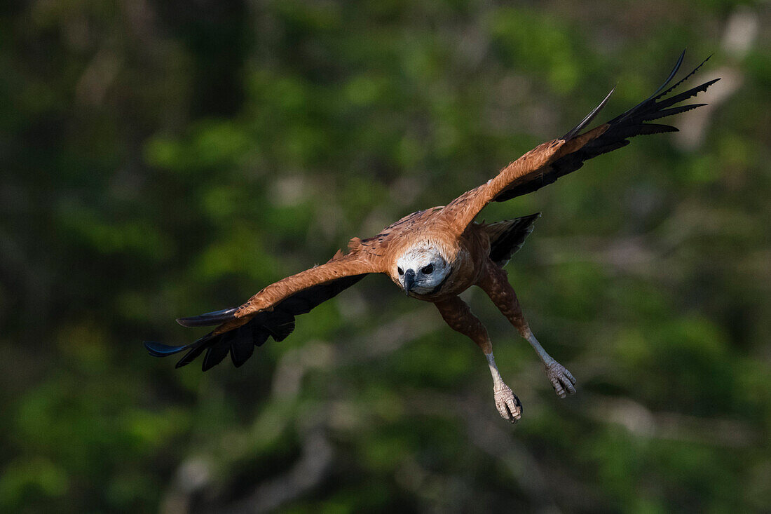 A black-collared hawk, Busarellus nigricollis, in flight. Rio Claro, Pantanal, Mato Grosso, Brazil
