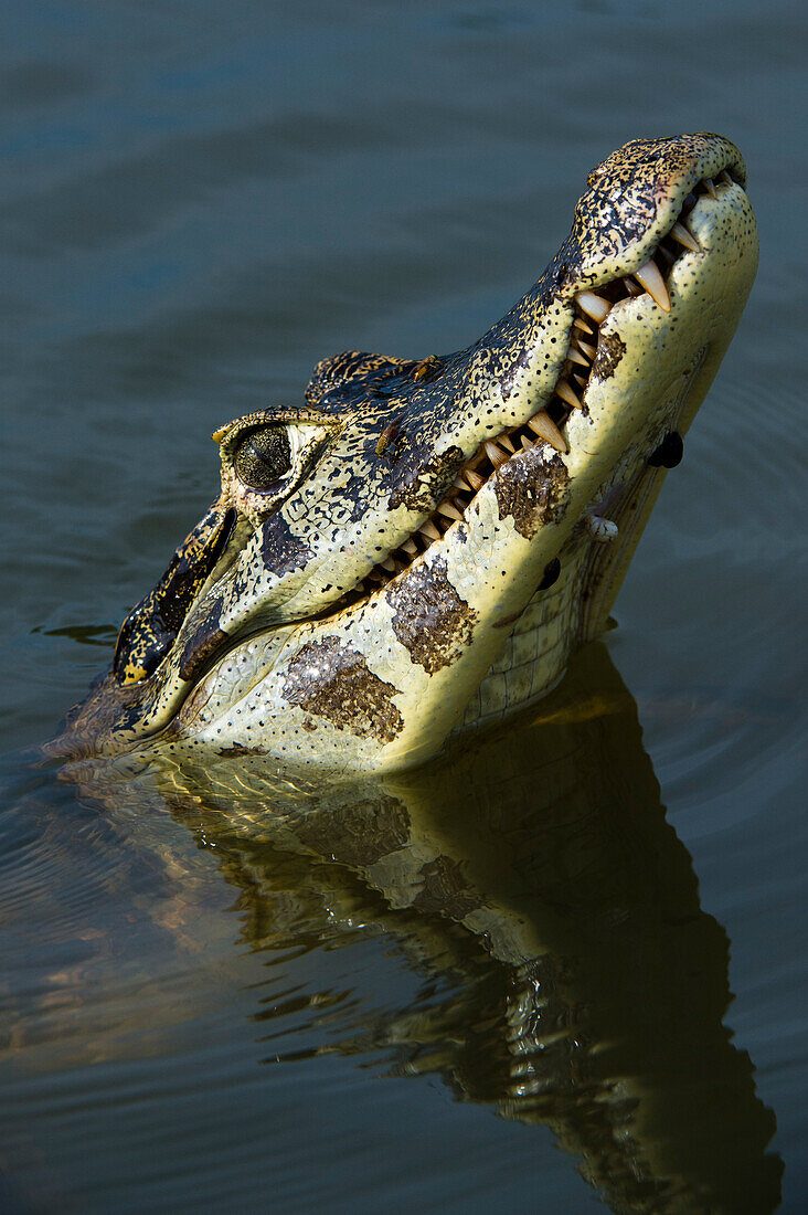 A jacare caiman, Caiman yacare, looking up. Rio Claro, Pantanal, Mato Grosso, Brazil