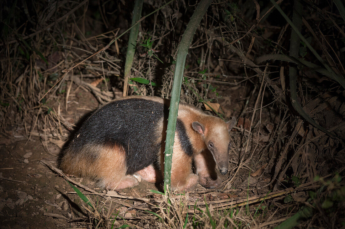 A southern tamandua, Tamandua tetradactyla, at night.