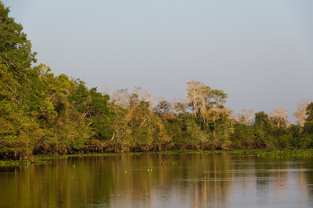 Pantanal, Mato Grosso, Brasilien.