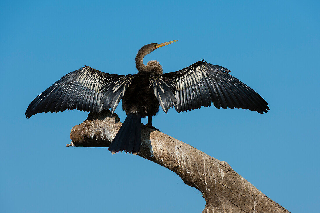 An Anhinga, Anhinga anhinga, perching on a branch. Pantanal, Mato Grosso, Brazil