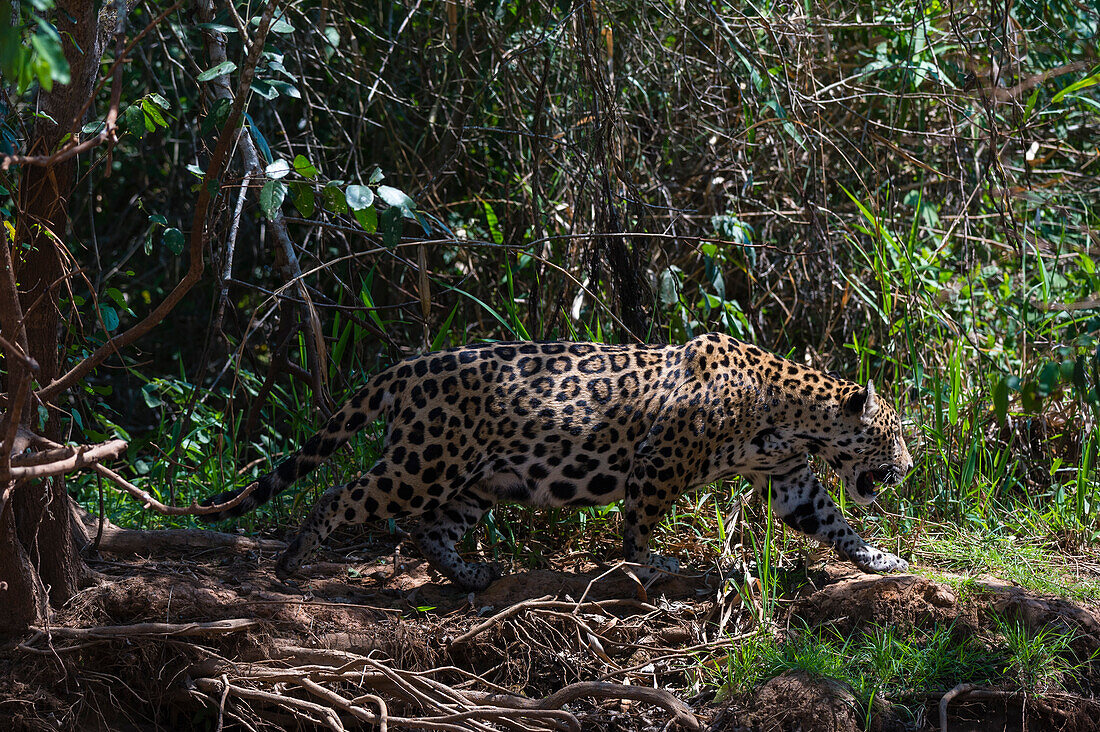 Jaguar (Panthera onca), Pantanal, Mato Grosso, Brasilien.