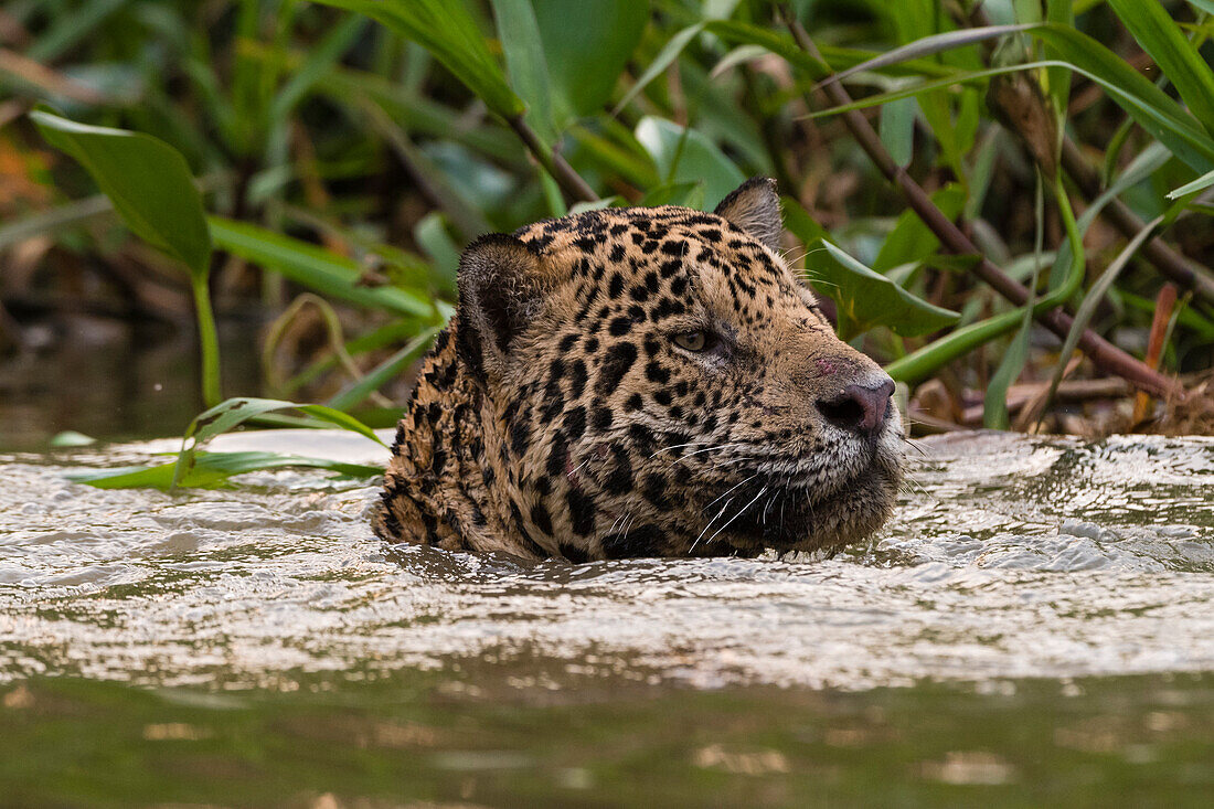 Ein Jaguar, Panthera onca, schwimmt im Fluss. Pantanal, Mato Grosso, Brasilien