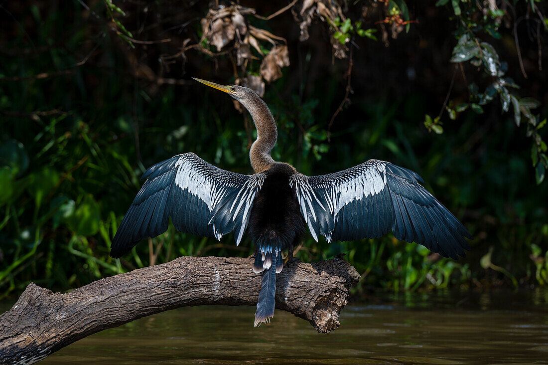 An Anhinga, Anhinga anhinga, perching on a branch. Pantanal, Mato Grosso, Brazil