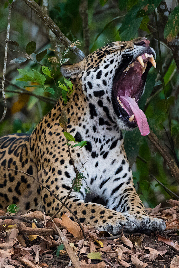 A jaguar, Panthera onca, yawning. Pantanal, Mato Grosso, Brazil