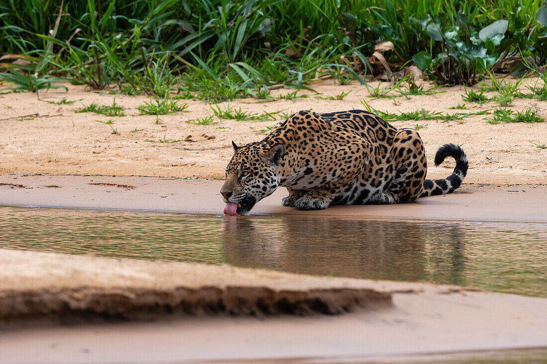 A jaguar, Panthera onca, drinking. Pantanal, Mato Grosso, Brazil