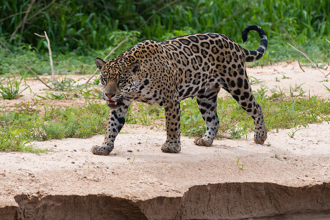 Jaguar (Panthera onca), Pantanal, Mato Grosso, Brasilien.