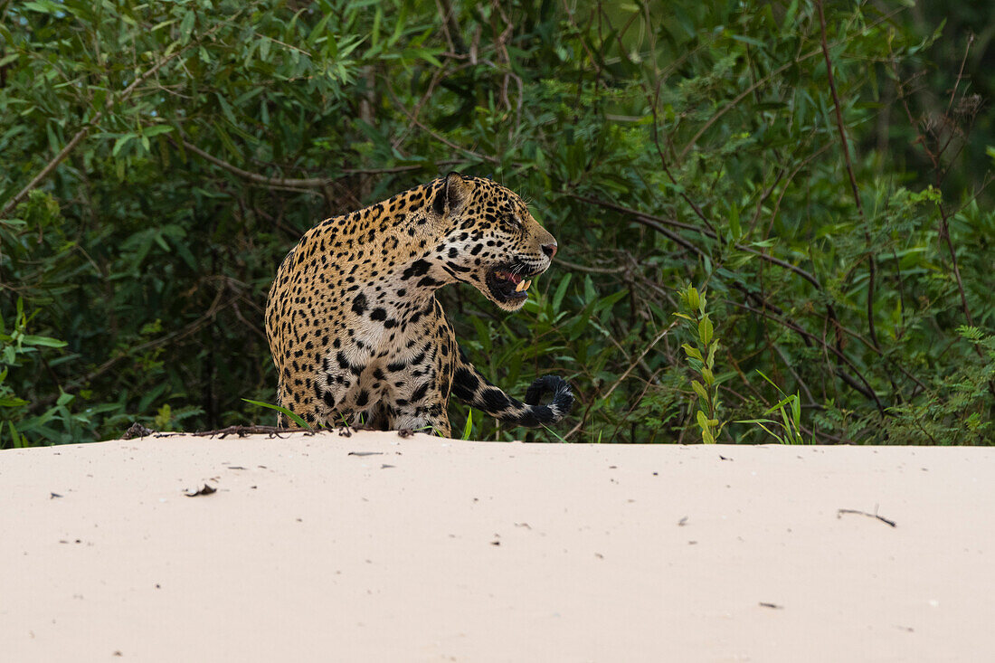 Jaguar (Panthera onca), Pantanal, Mato Grosso, Brazil.