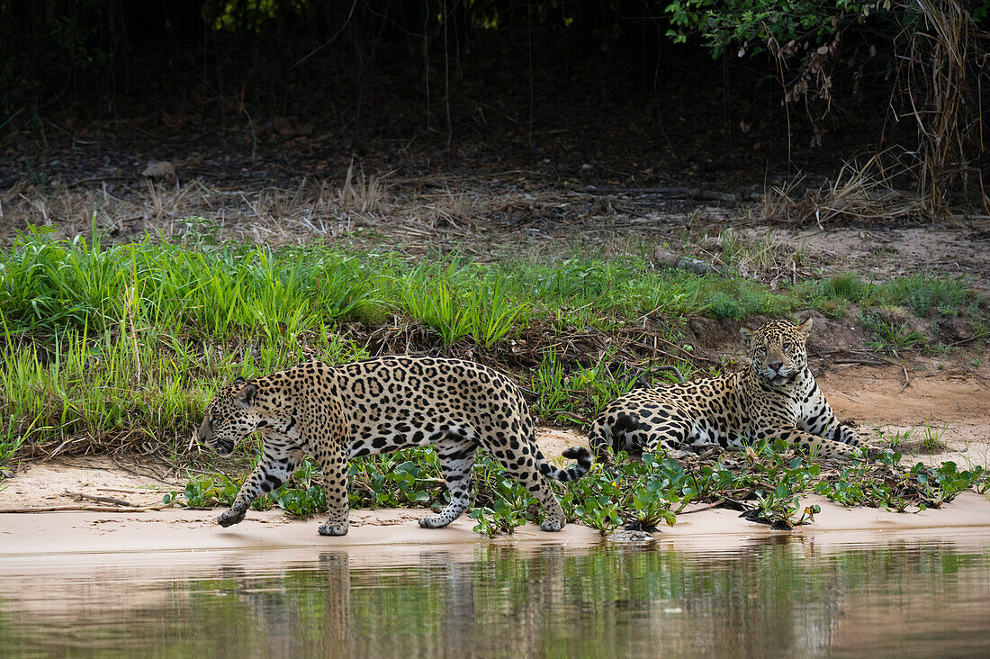 A pair of mating jaguars, Panthera onca, resting on the beach.