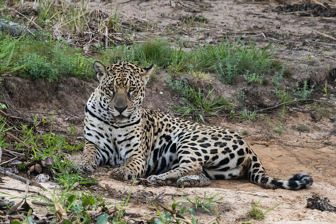 Jaguar (Panthera onca), Pantanal, Mato Grosso, Brazil.