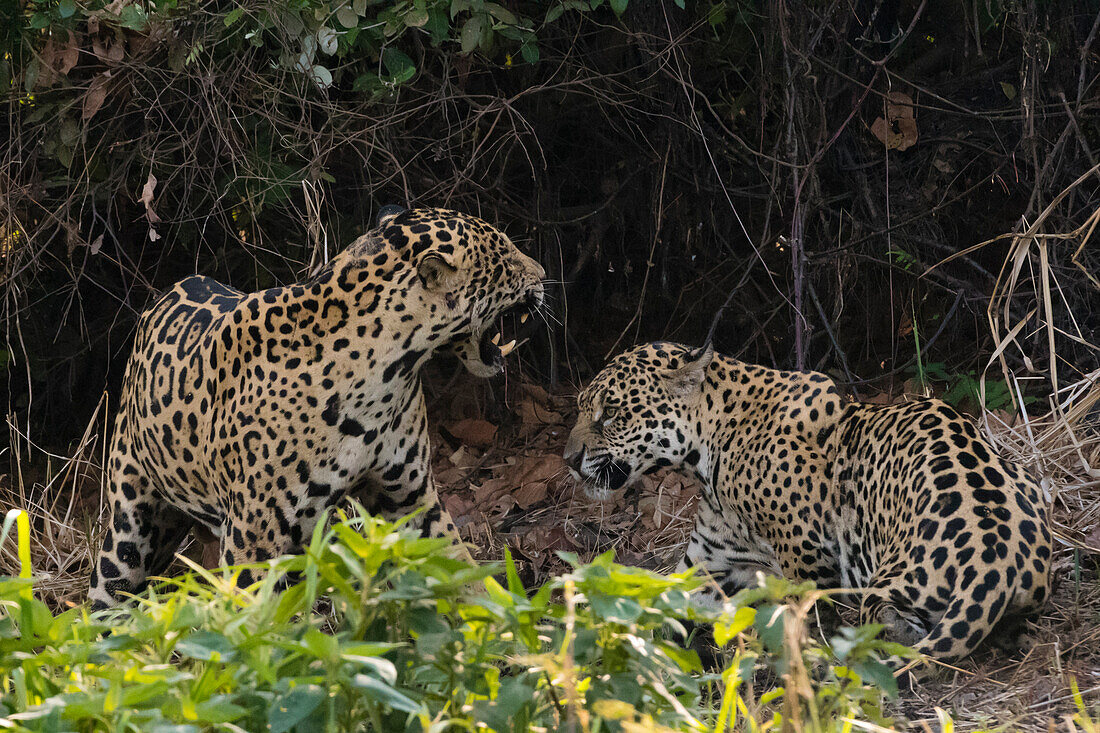 A pair of mating jaguars, Panthera onca, fighting.