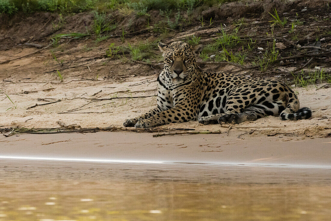 jaguar, Panthera onca,