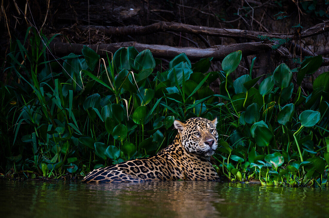 Ein Jaguar (Panthera onca) kühlt sich im Wasser ab, Pantanal, Mato Grosso, Brasilien. Die Temperaturen im Pantanal-Wald sind sehr heiß und feucht. Um sich abzukühlen, ruhen sich die Jaguare in schattigen Bereichen entlang des Flusses im Wasser aus. Pantanal, Mato Grosso, Brasilien
