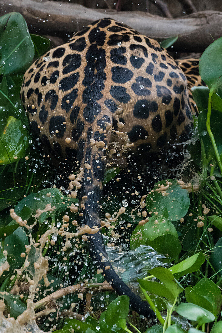 A jaguar, Panthera onca, jumping.