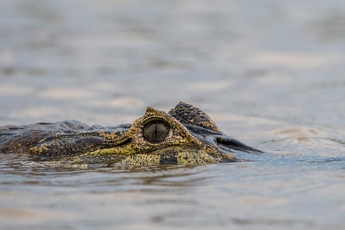 A jacare caiman, Caiman yacare, at surface of water. Pantanal, Mato Grosso, Brazil