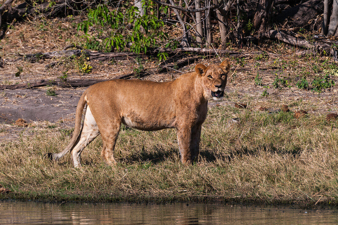 A lioness, Panthera leo, on the bank of the Savute Channel. Savute Channel, Linyanti, Botswana.