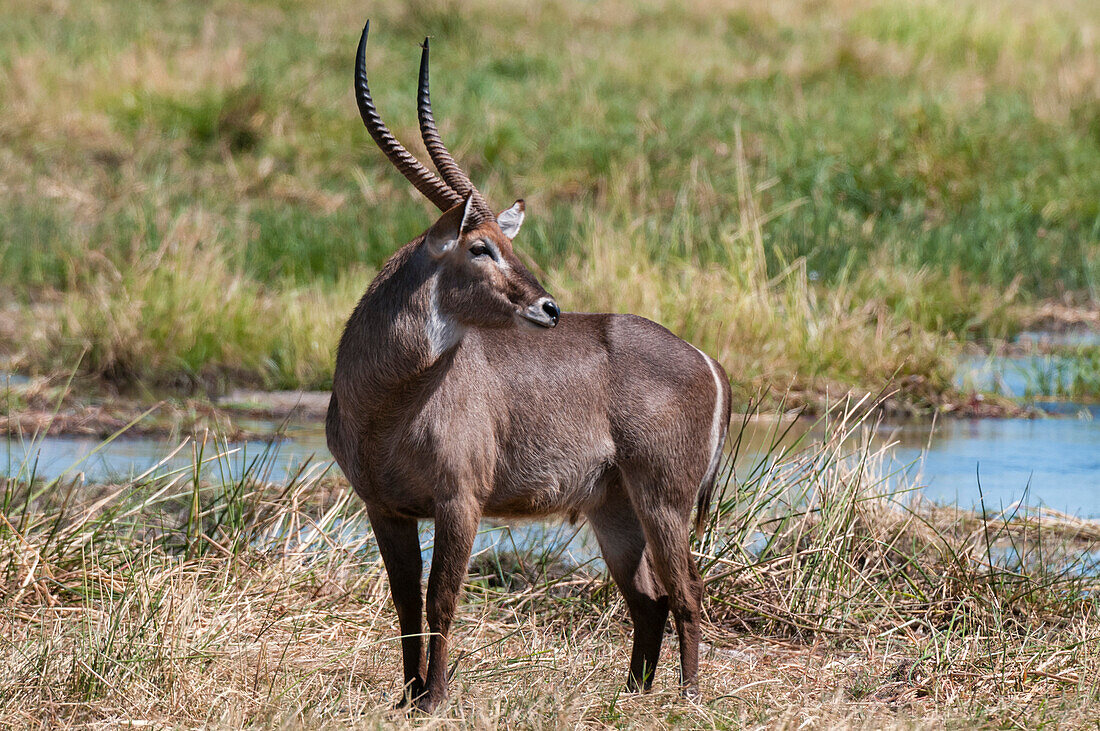 Porträt eines männlichen Wasserbocks, Kobus ellipsiprymnus. Khwai-Konzessionsgebiet, Okavango-Delta, Botsuana.