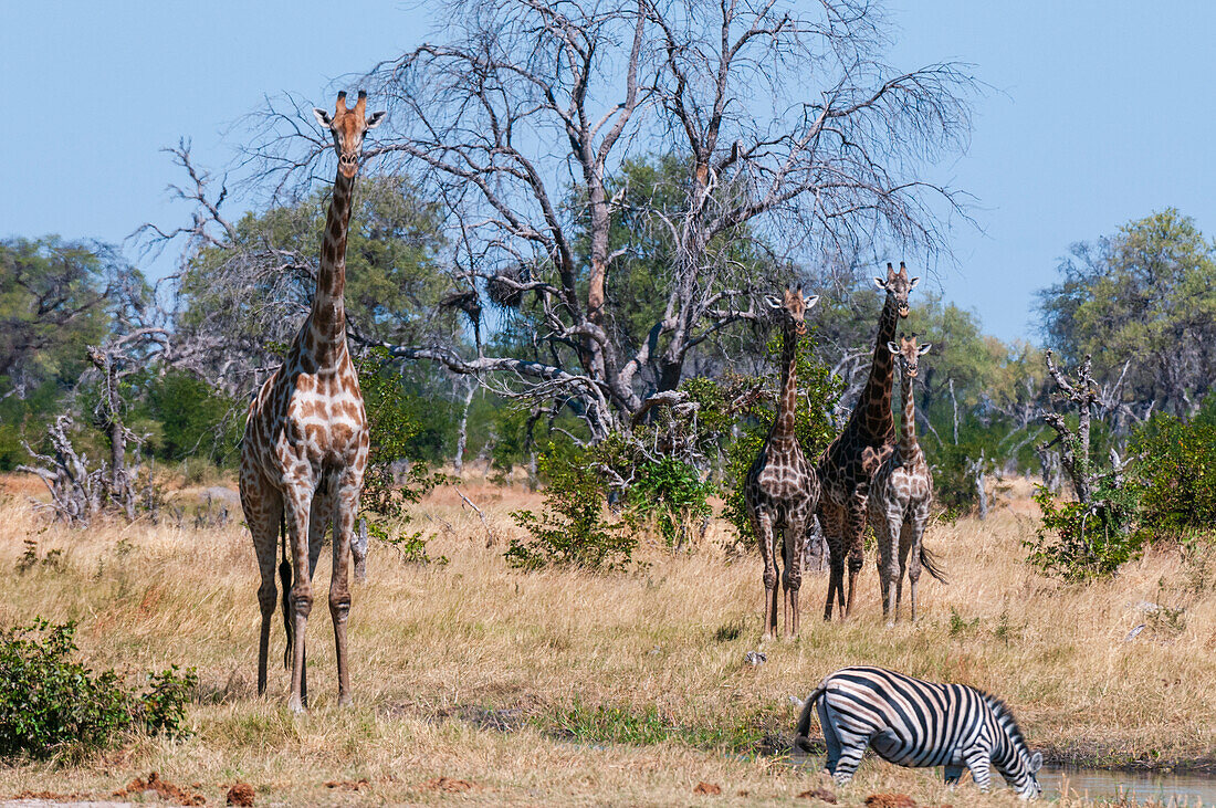 Südliche Giraffen, Giraffa camelopardalis, nähern sich einem Wasserloch, an dem ein Steppenzebra, Equus quagga, trinkt. Khwai-Konzessionsgebiet, Okavango-Delta, Botsuana.