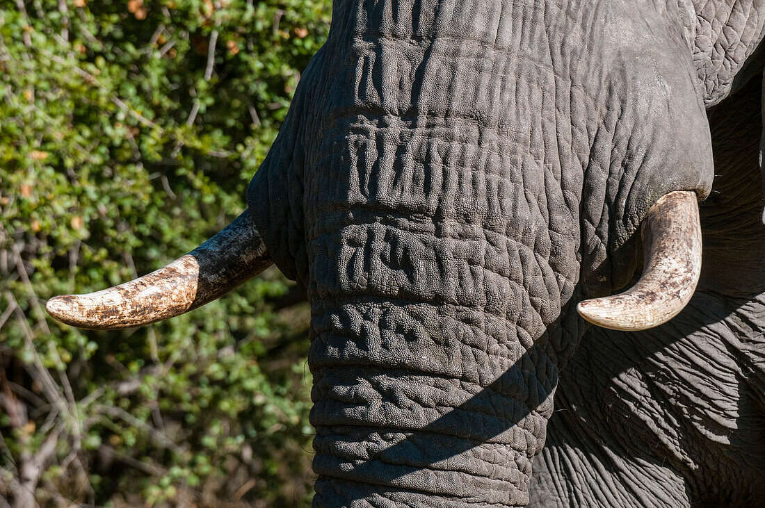 Eine Nahaufnahme der Stoßzähne und des Rüssels eines Afrikanischen Elefanten, Loxodonta africana. Khwai-Konzessionsgebiet, Okavango-Delta, Botsuana.