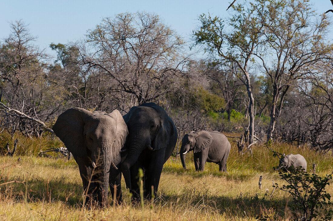 Zwei afrikanische Elefanten, Loxodonta africana, mit einem Jungtier und einem Kalb. Khwai-Konzessionsgebiet, Okavango-Delta, Botsuana.