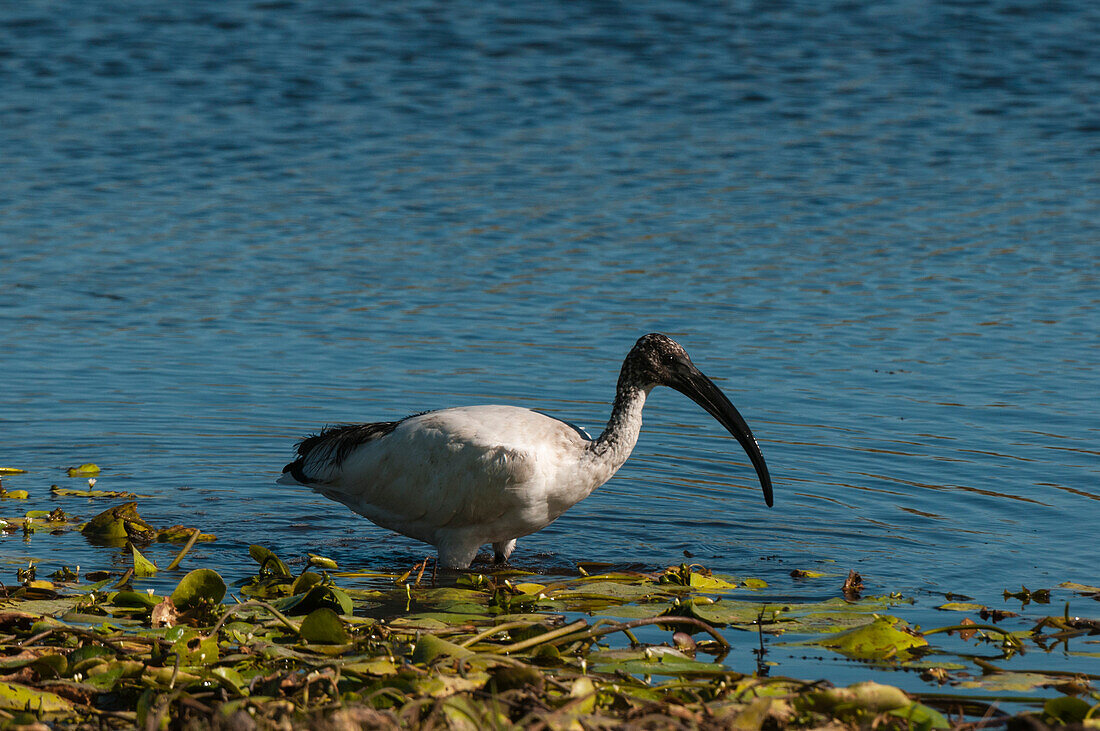 Ein Afrikanischer Heiliger Ibis, Threskiornis aethiopicus, auf der Jagd nach Nahrung. Khwai-Konzessionsgebiet, Okavango-Delta, Botsuana.